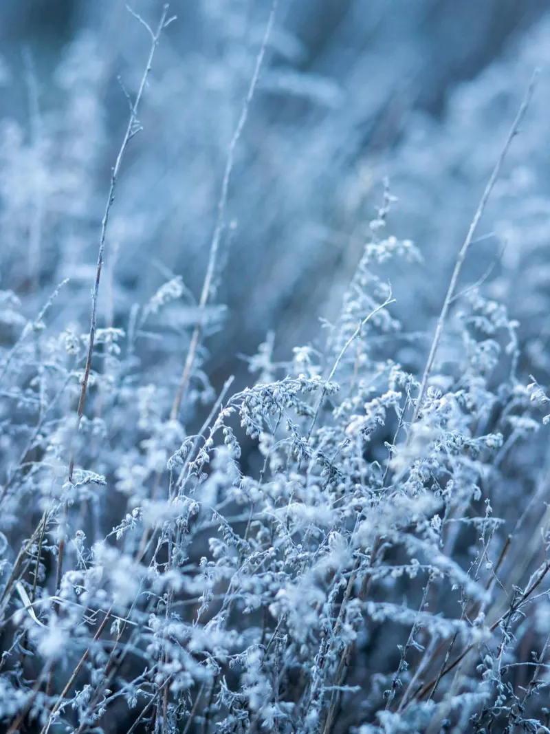 Frostgras Ästhetik – Minimalistisches Winterdesign Leinwand von Whole©