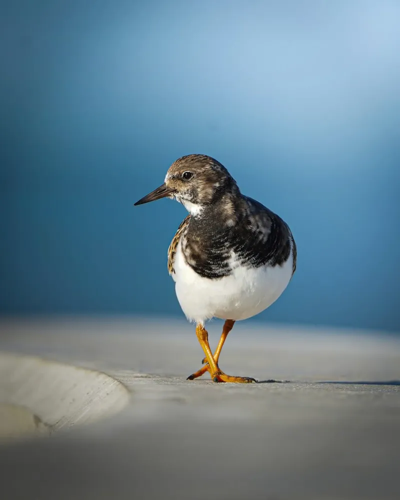 Ruddy Turnstone pellicola backlit da Tom's Wildlife