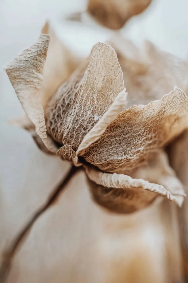 Dry Flower Detail No 3 pellicola backlit da treechild