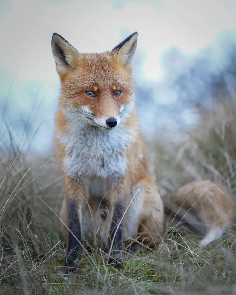 Red Fox in the dunes pellicola backlit da Tom's Wildlife