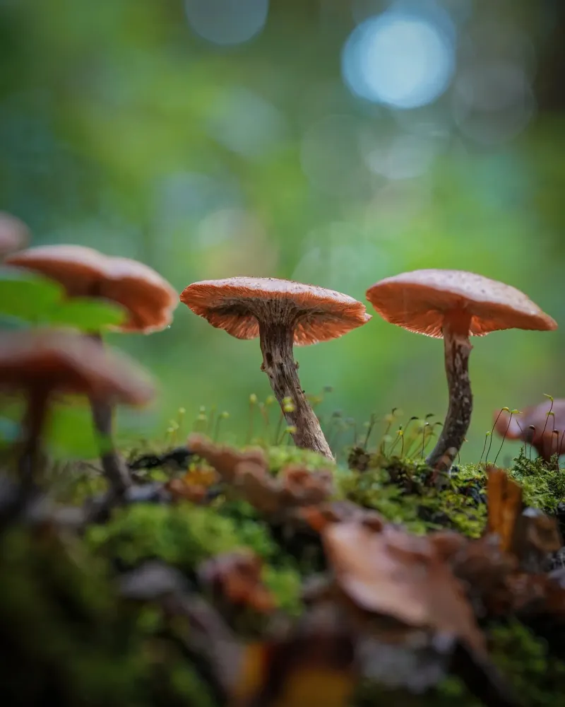 Funghi magic pellicola backlit da Tom's Wildlife