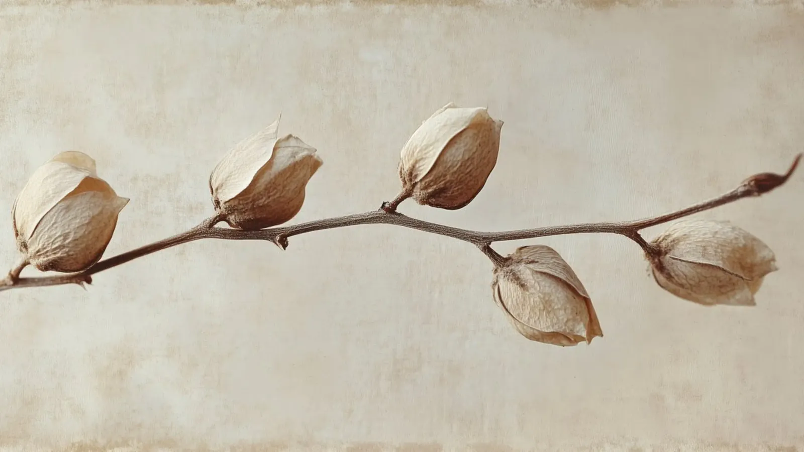 Dry Flower Detail No 6 pellicola backlit da treechild