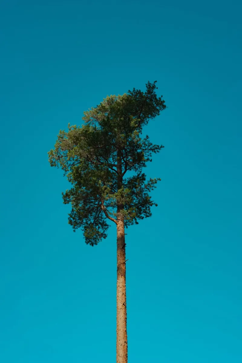 Kieferbaum carta hahnemühle da _davide_elifheritage