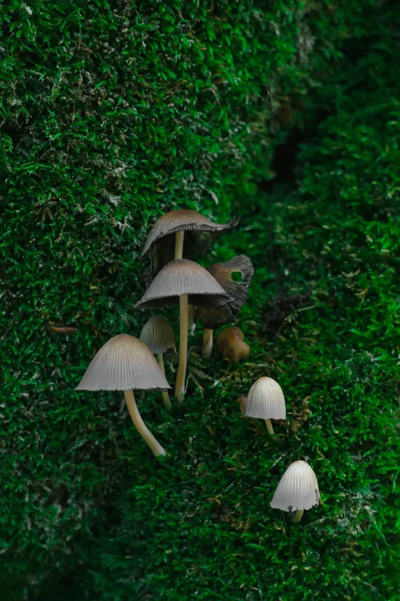 Mushrooms plexiglass da _davide_elifheritage