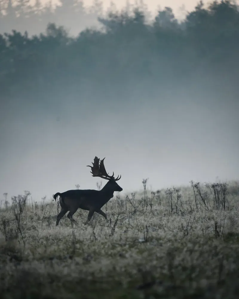 Daini nella nebbia carta hahnemühle da Tom's Wildlife