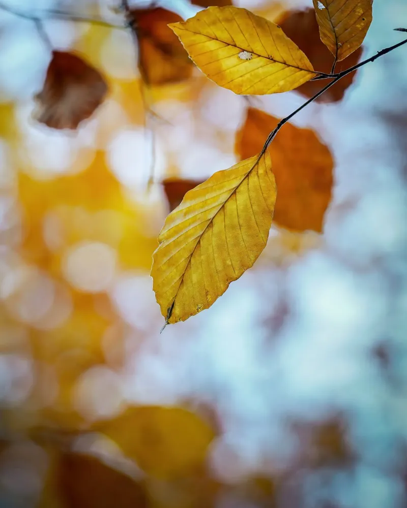 Foglie d'autunno pellicola backlit da Tom's Wildlife