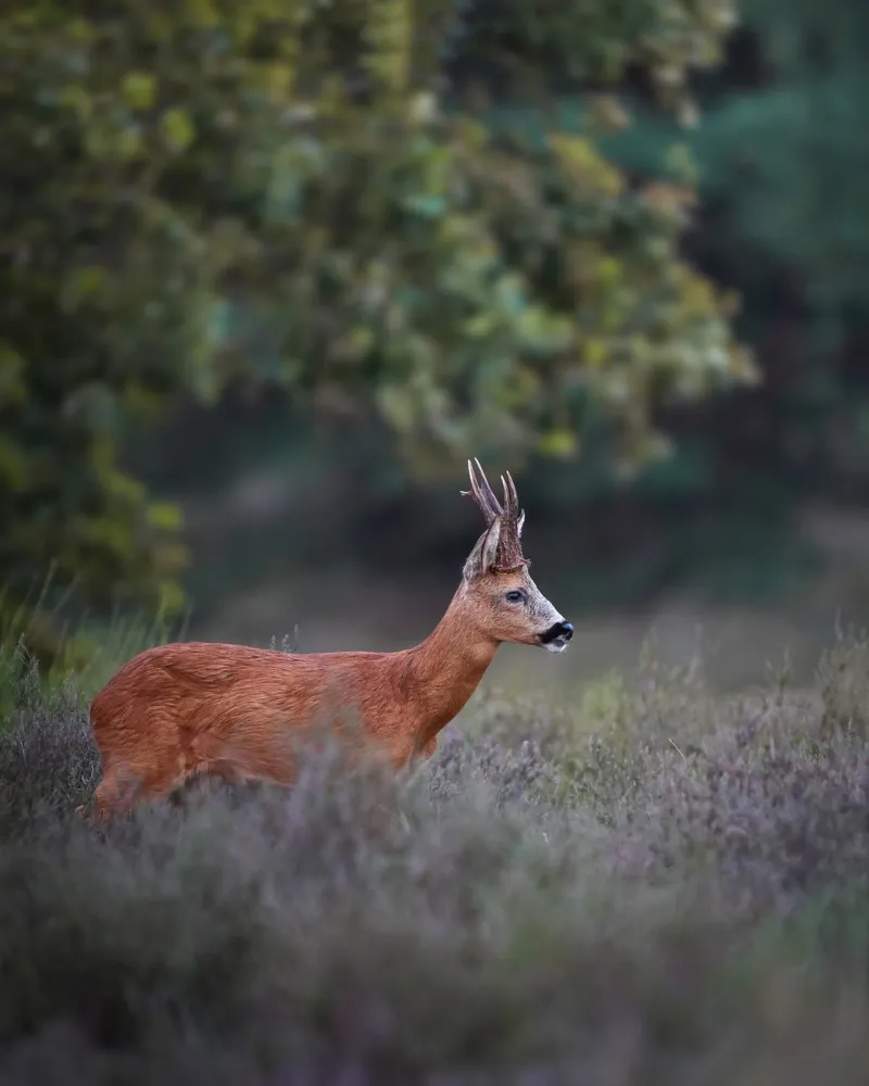 Capriolo pellicola backlit da Tom's Wildlife