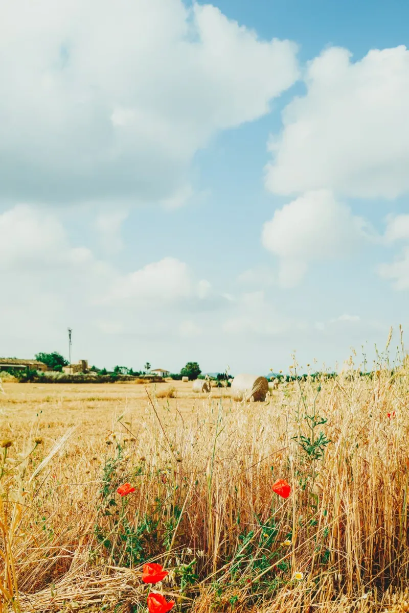 Summer field on Mallorca - hay bales and poppies poster by Bold and Retro