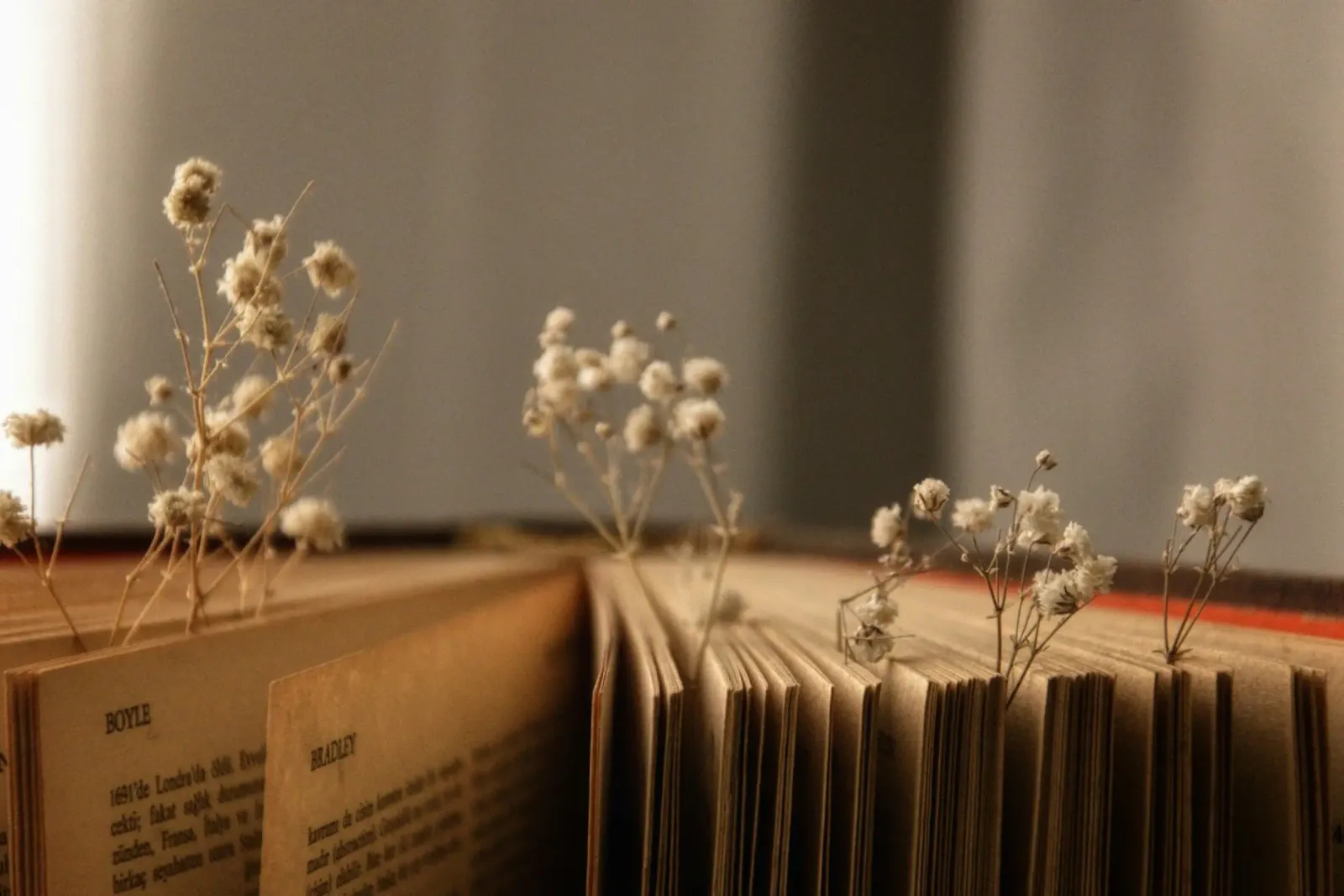 Buch pellicola backlit da Alina