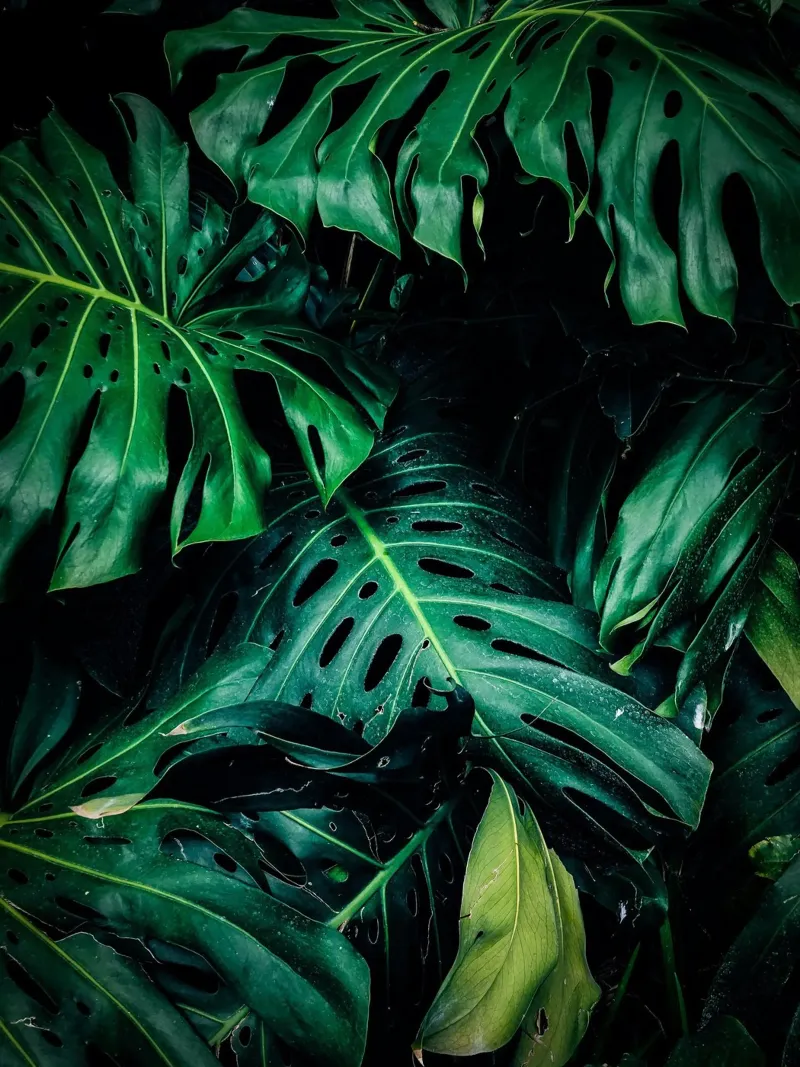 Monstera pellicola backlit da Alina