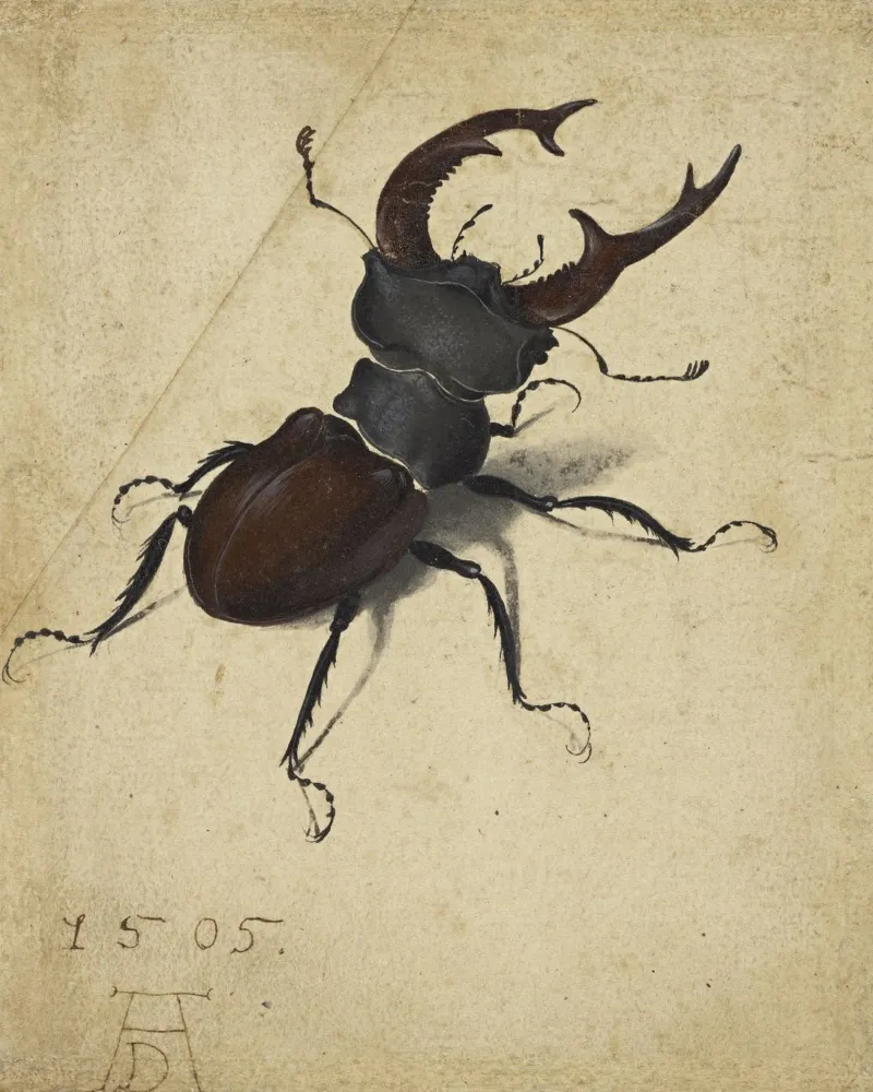 Albrecht Dürer - Stag Beetle canvas with Floater frame by ARTOTHEK