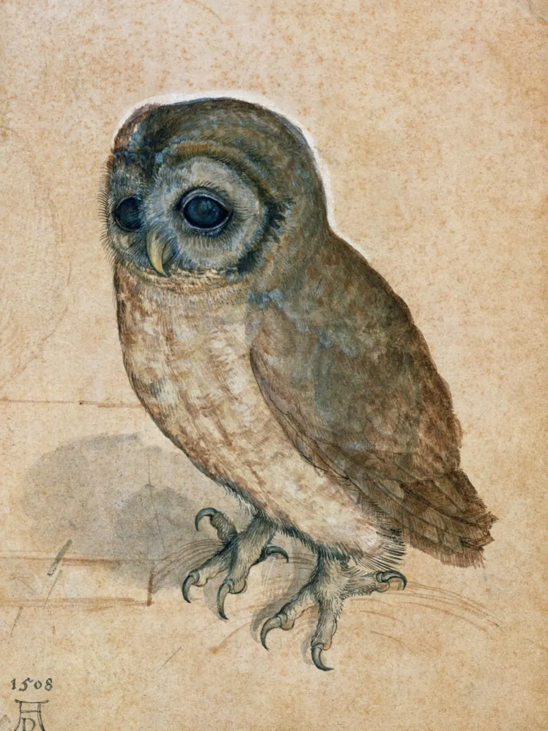 Albrecht Dürer - Piccolo gufo poster da ARTOTHEK