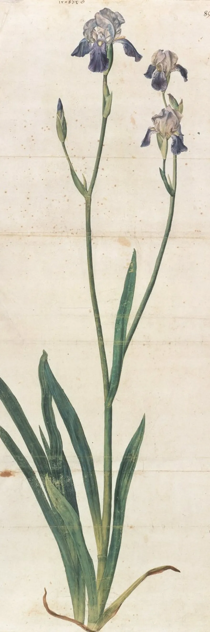 Albrecht Dürer - Iris a fiore blu pellicola backlit da ARTOTHEK