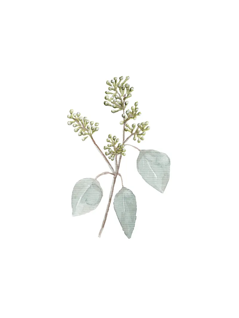 Eucalyptus Watercolor Branch pellicola backlit da anisillustration