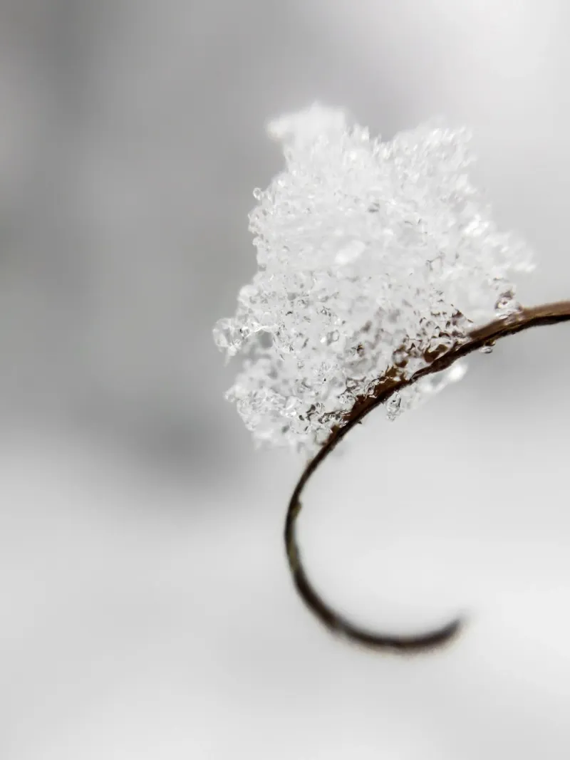 Minimalist winter macro design canvas with Floater frame by Whole©