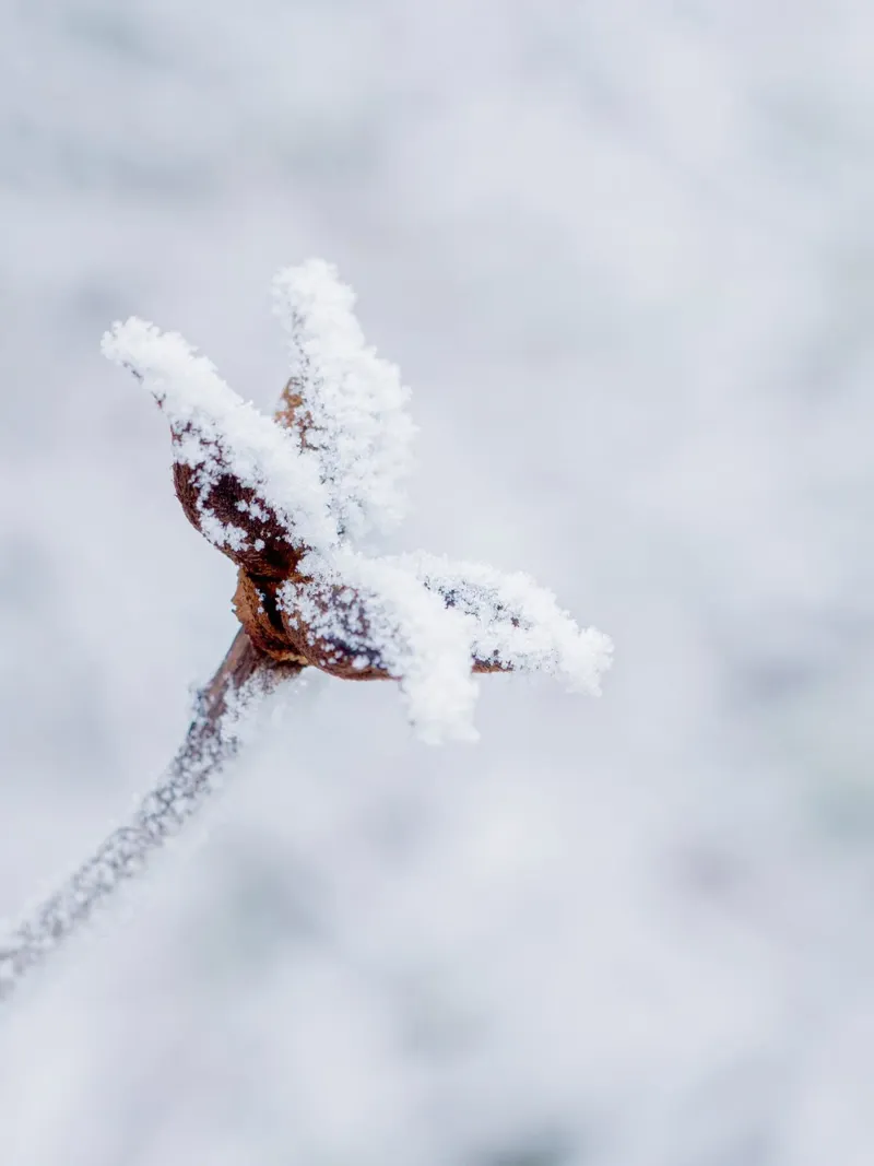 Ice crystals on a branch - Minimalist winter art canvas by Whole©