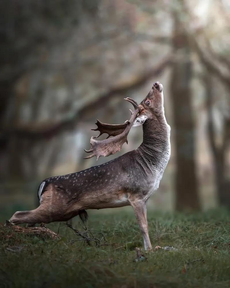 L'étirement du daim poster de Tom's Wildlife