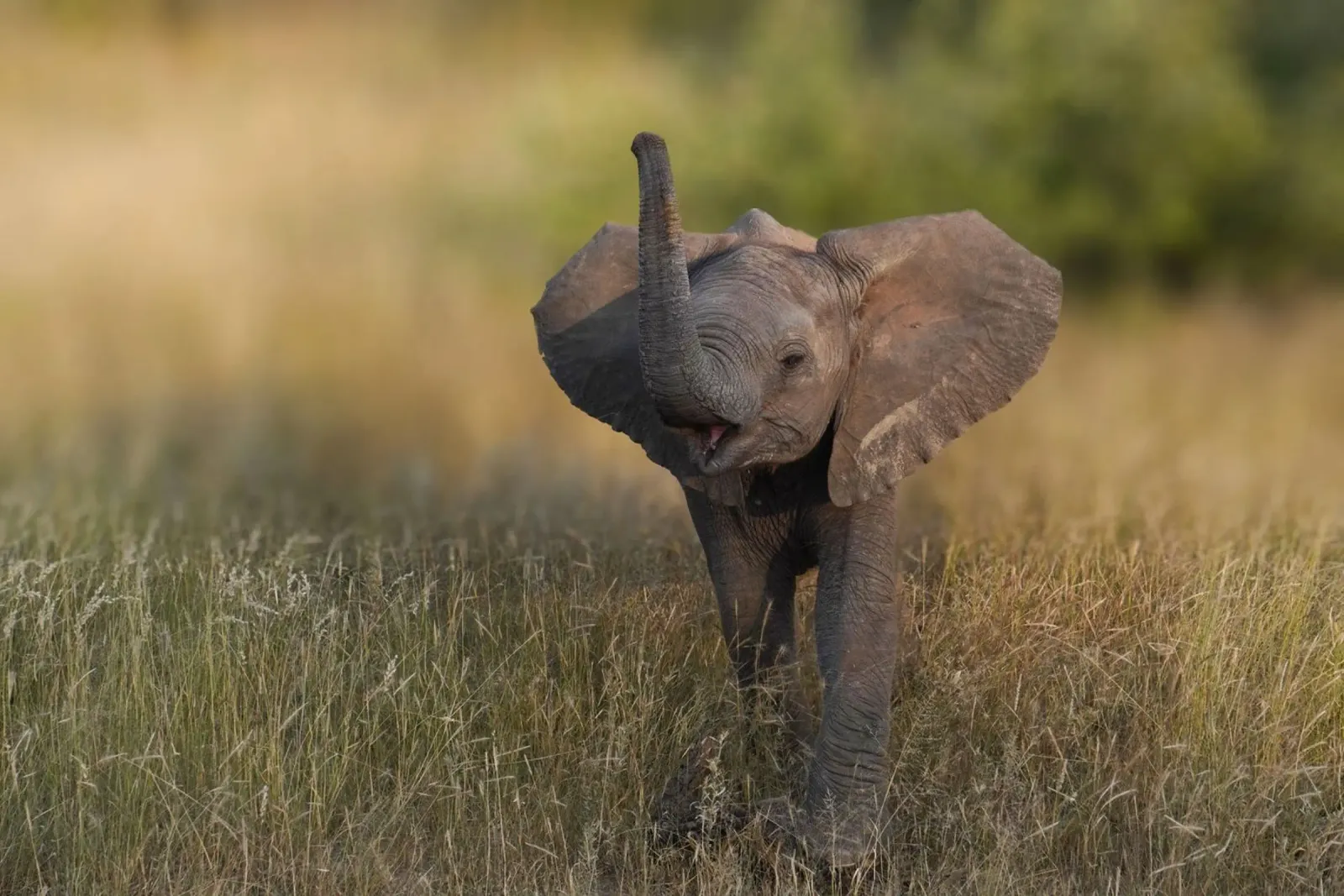 Elefante bambino poster da Tom's Wildlife