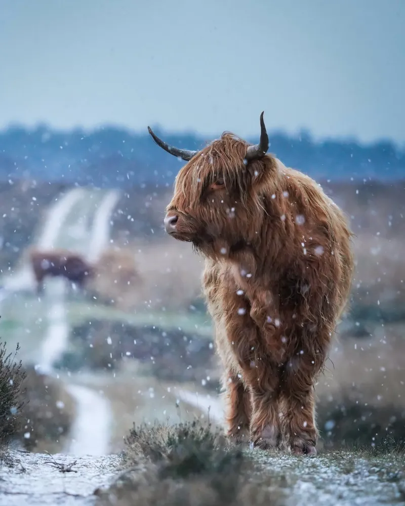 Mucca Highland nella neve alluminio dibond da Tom's Wildlife