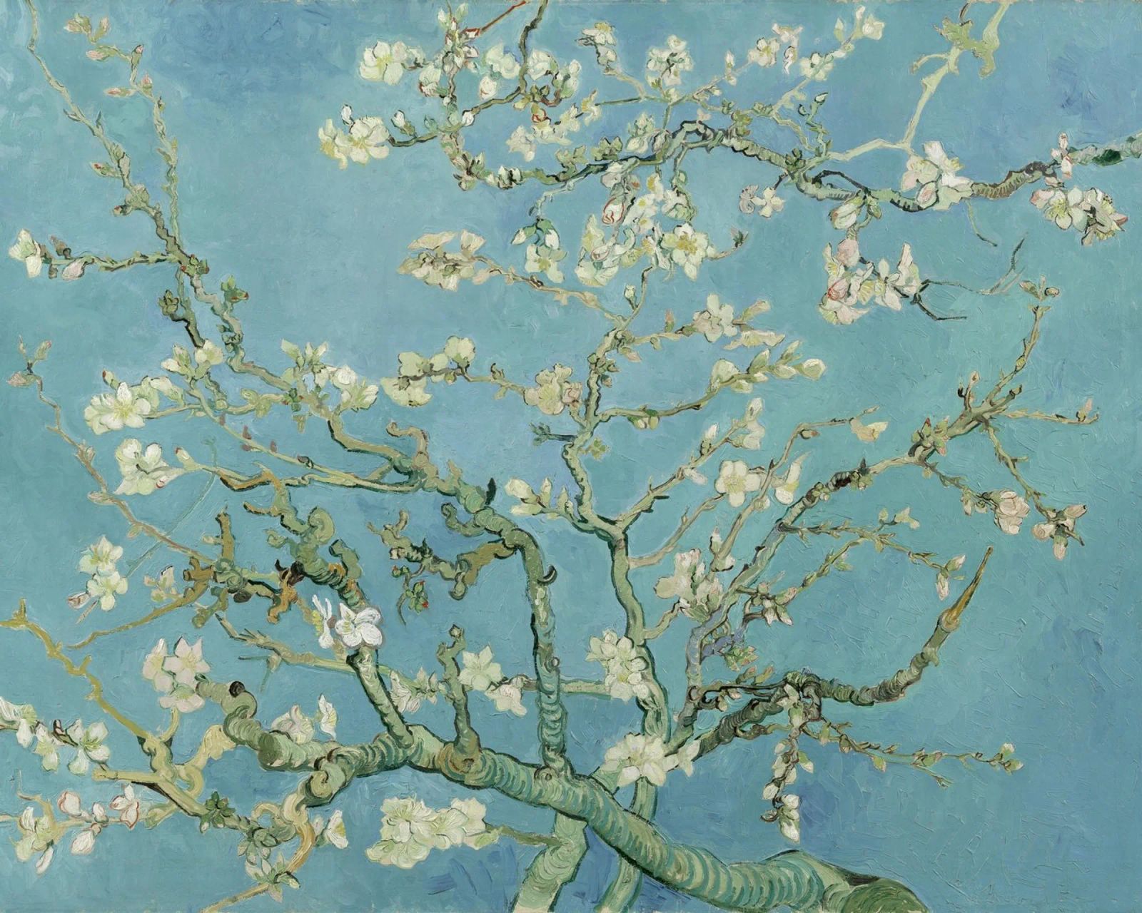 Vincent van Gogh - Zweige mit Mandelblüte Poster von William Store