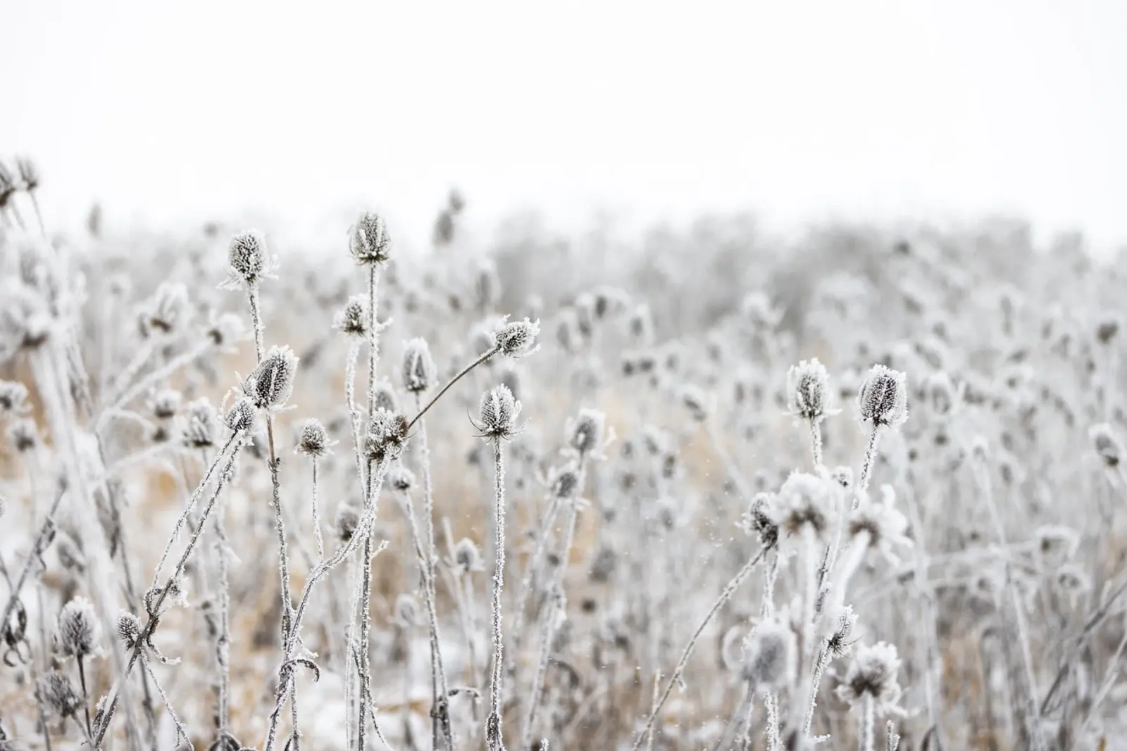 Winter Field 5 poster da Mareike Böhmer Photography