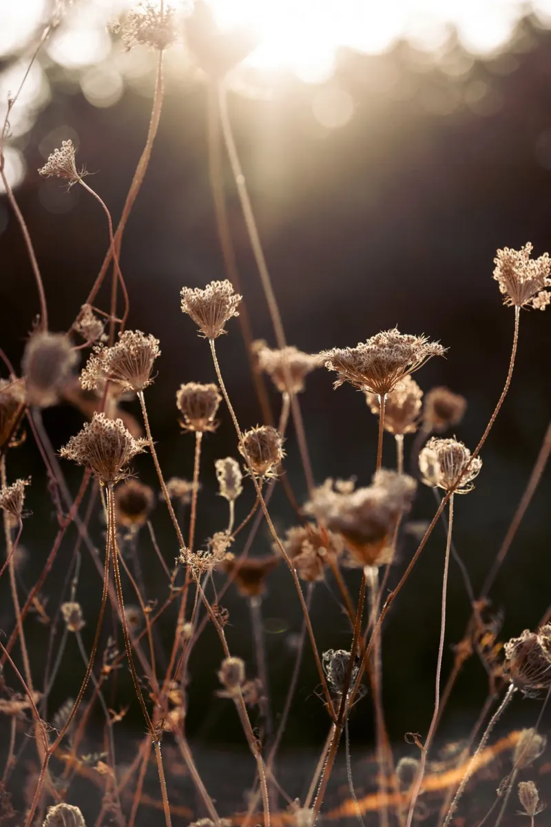 Warm Winter Light 2 carta hahnemühle da Mareike Böhmer Photography