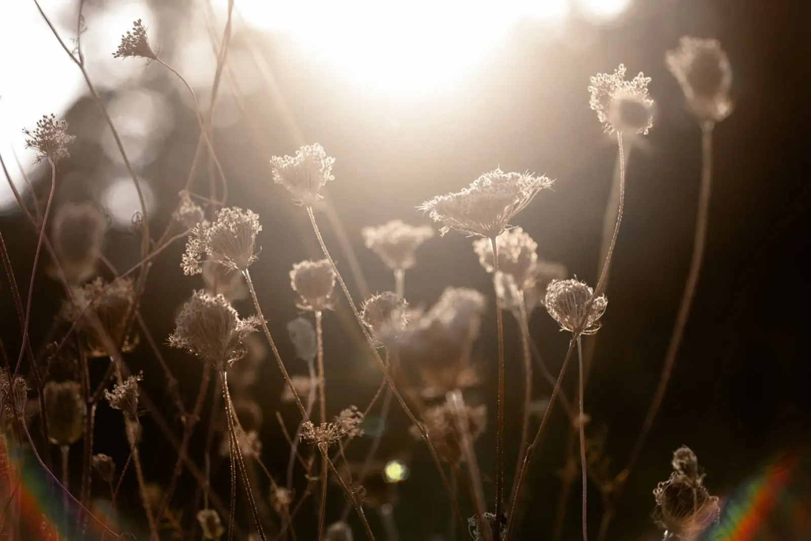 Warm Winter Light 3 carta hahnemühle da Mareike Böhmer Photography