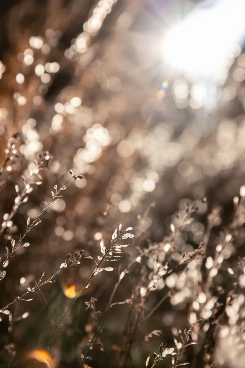 Warm Winter Light 6 poster da Mareike Böhmer Photography