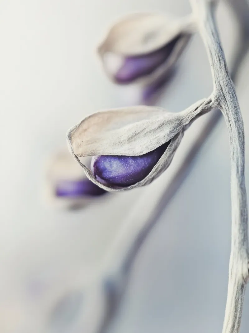 Purple Seed No 1 tela con Cornice a cassetta da treechild