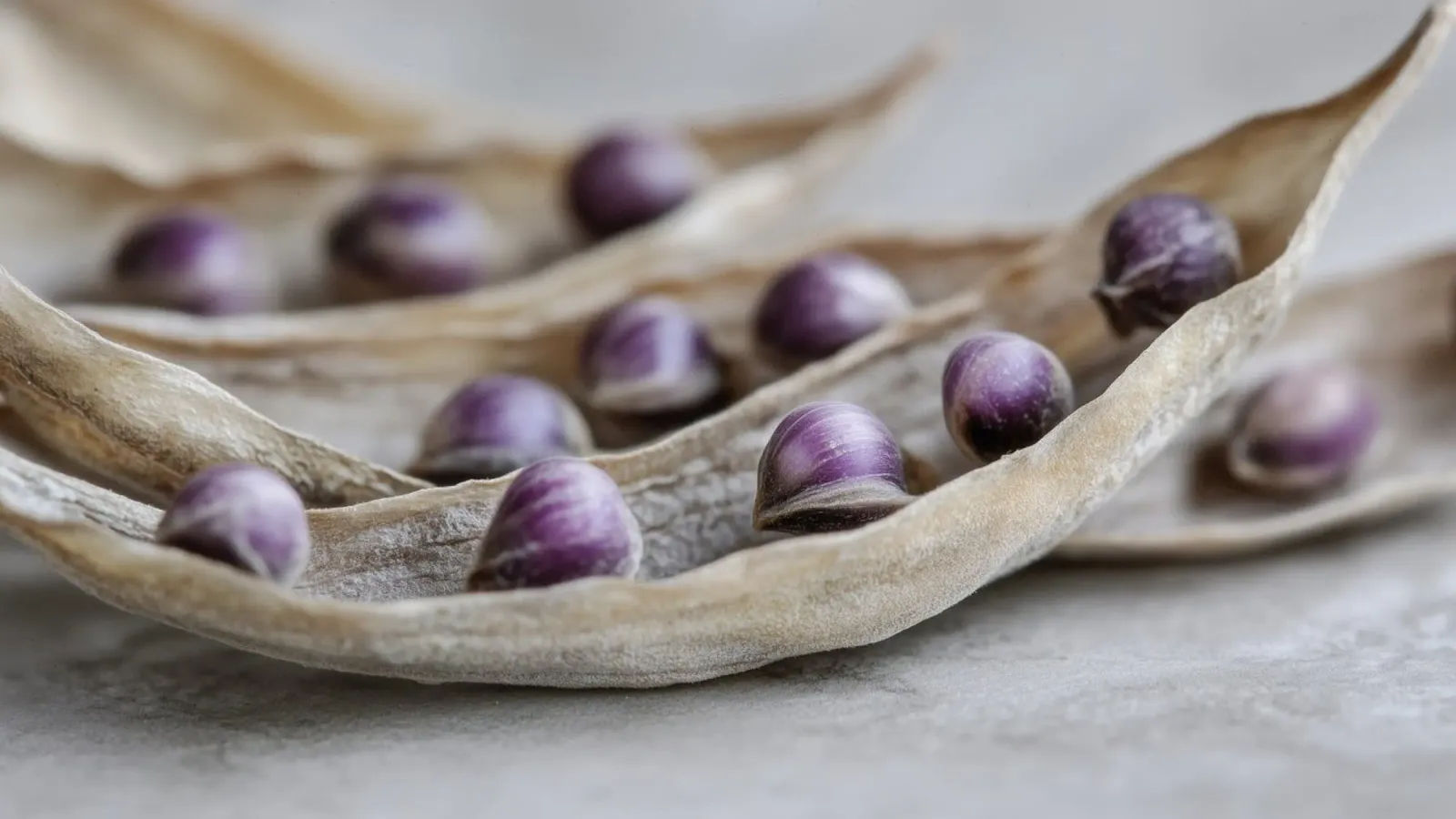 Purple Peas No 3 pellicola backlit da treechild