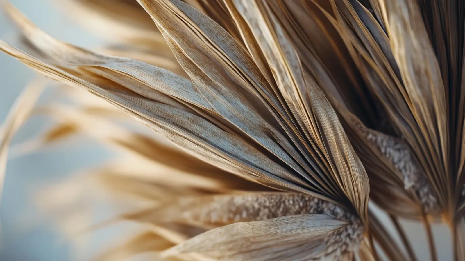 Dry Palm Leaf pellicola backlit da treechild