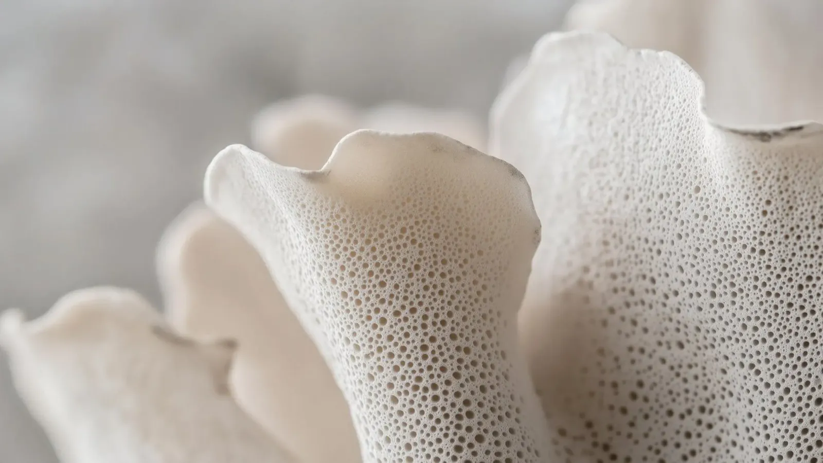 Sponge Coral pellicola backlit da treechild