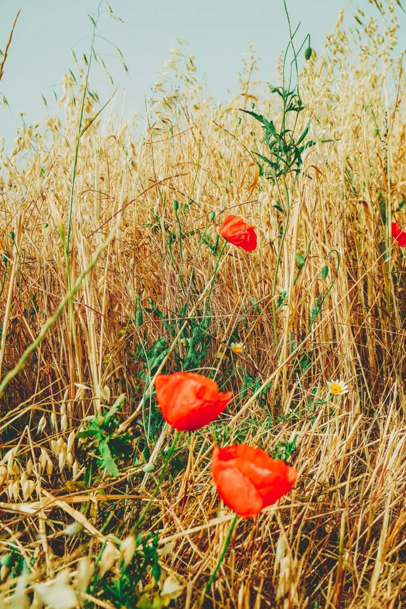 Poppies in the summer field - Photography from Mallorca poster by Bold and Retro