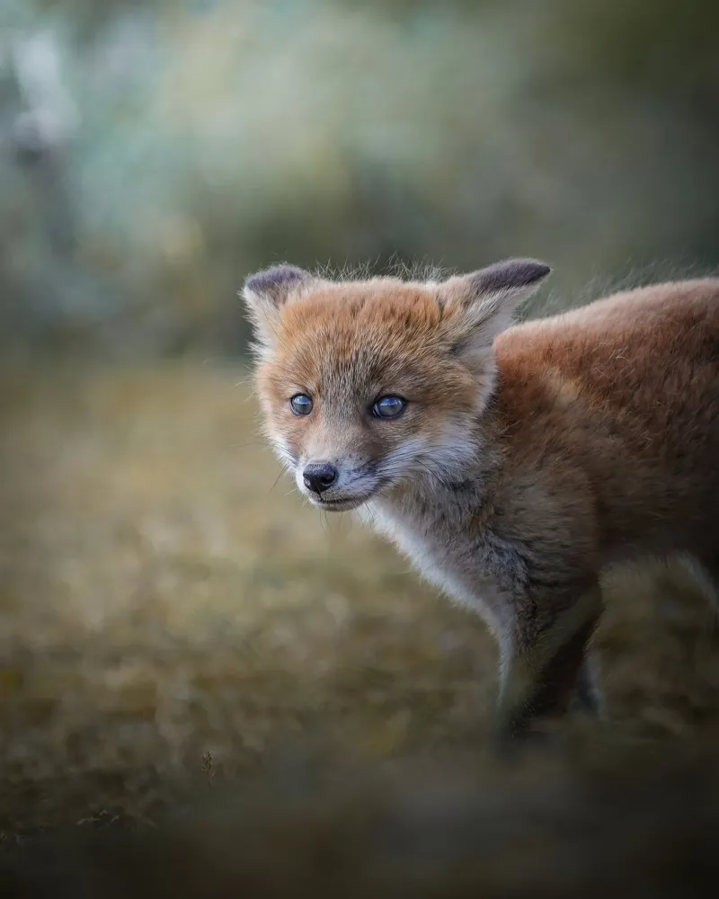 Rotfuchs Hahnemühle von Tom's Wildlife