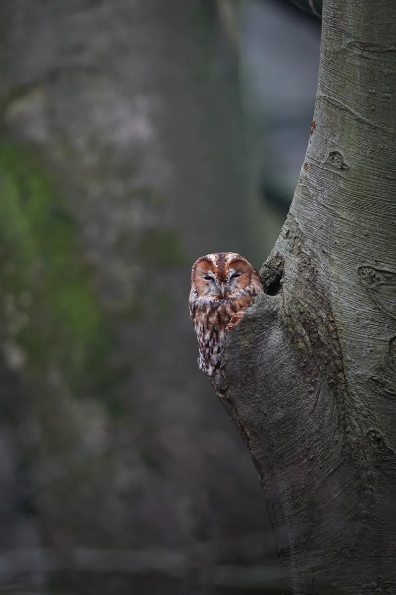 Allocco pellicola backlit da Tom's Wildlife