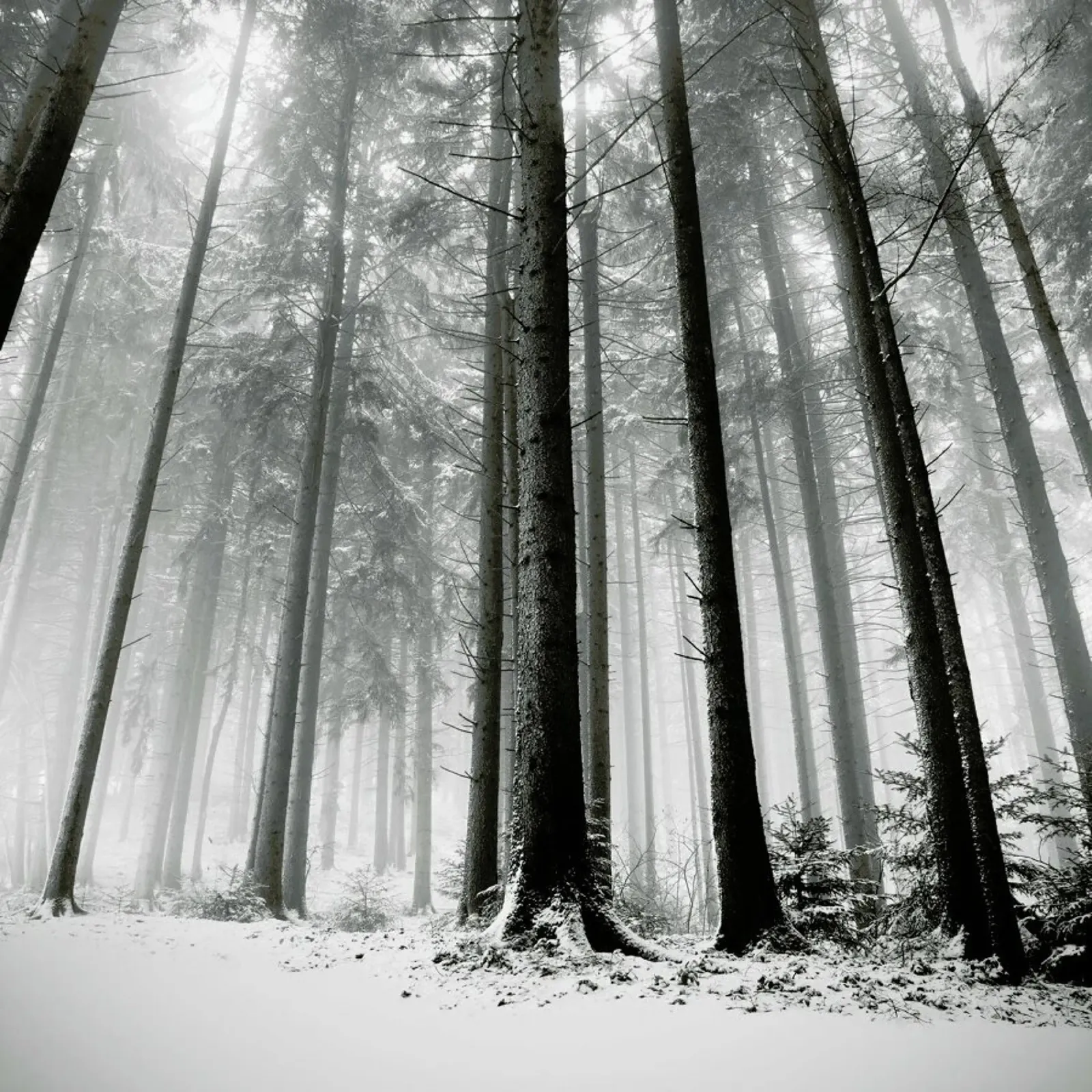 Nur Die Wälder Wissen Warum poster con telaio in plastica da Håggard Photography | Ronny Behnert