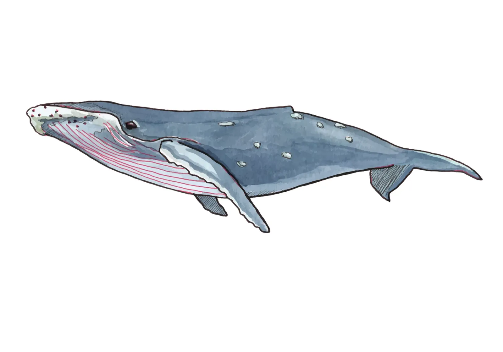 Humpback whale carta hahnemühle da Face & Content