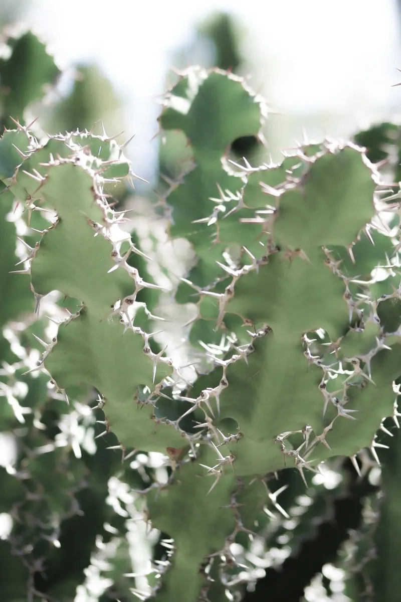 Cactus pellicola backlit da Léa Lefebvre Photography