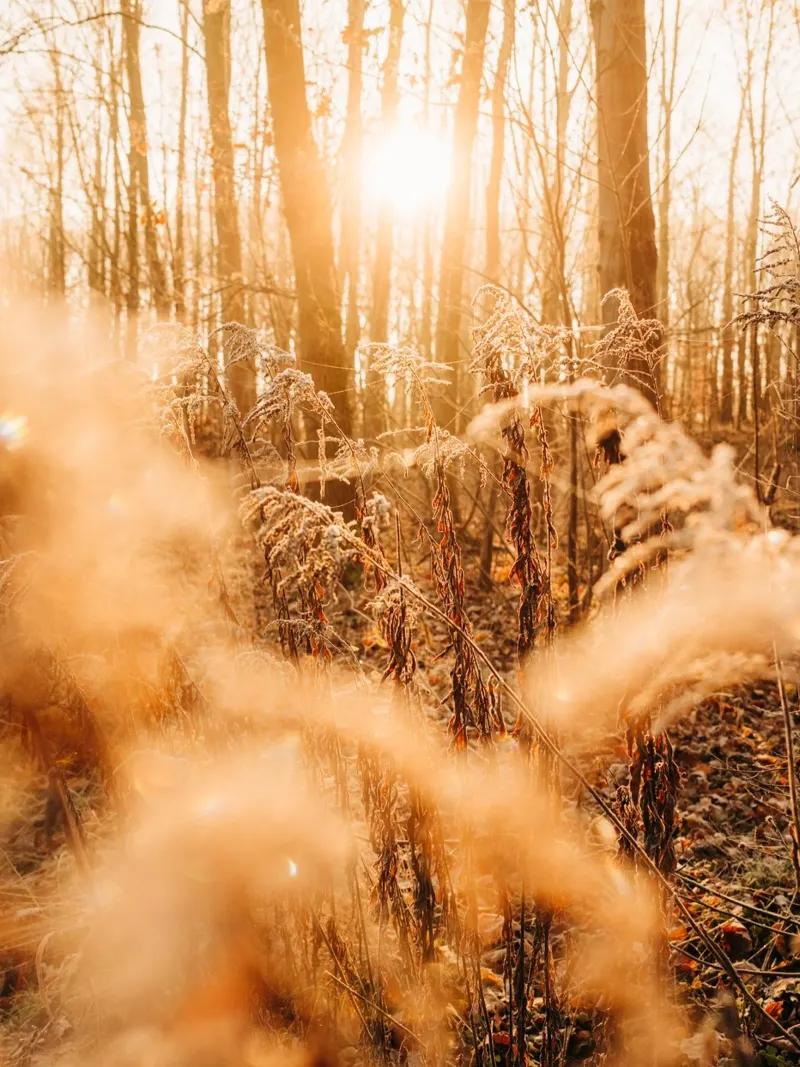 Forêt d'automne dans la lumière du matin - Photographie d'ambiance de la nature poster avec cadre en aluminium de Bold and Retro