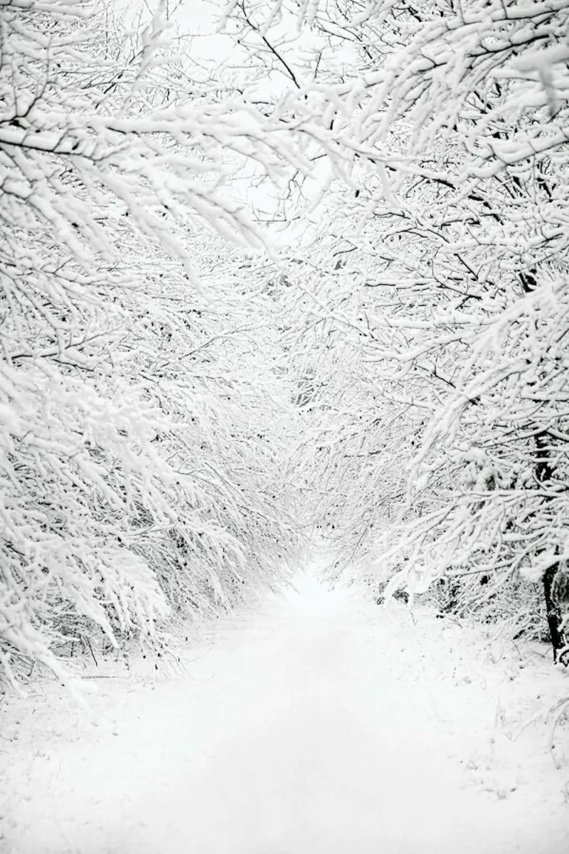Walking in a Winter Wonderland pellicola backlit da Laura Palm