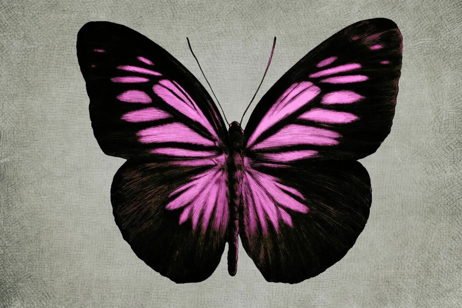 Papillon (pink) poster con telaio in legno da Eric Fan