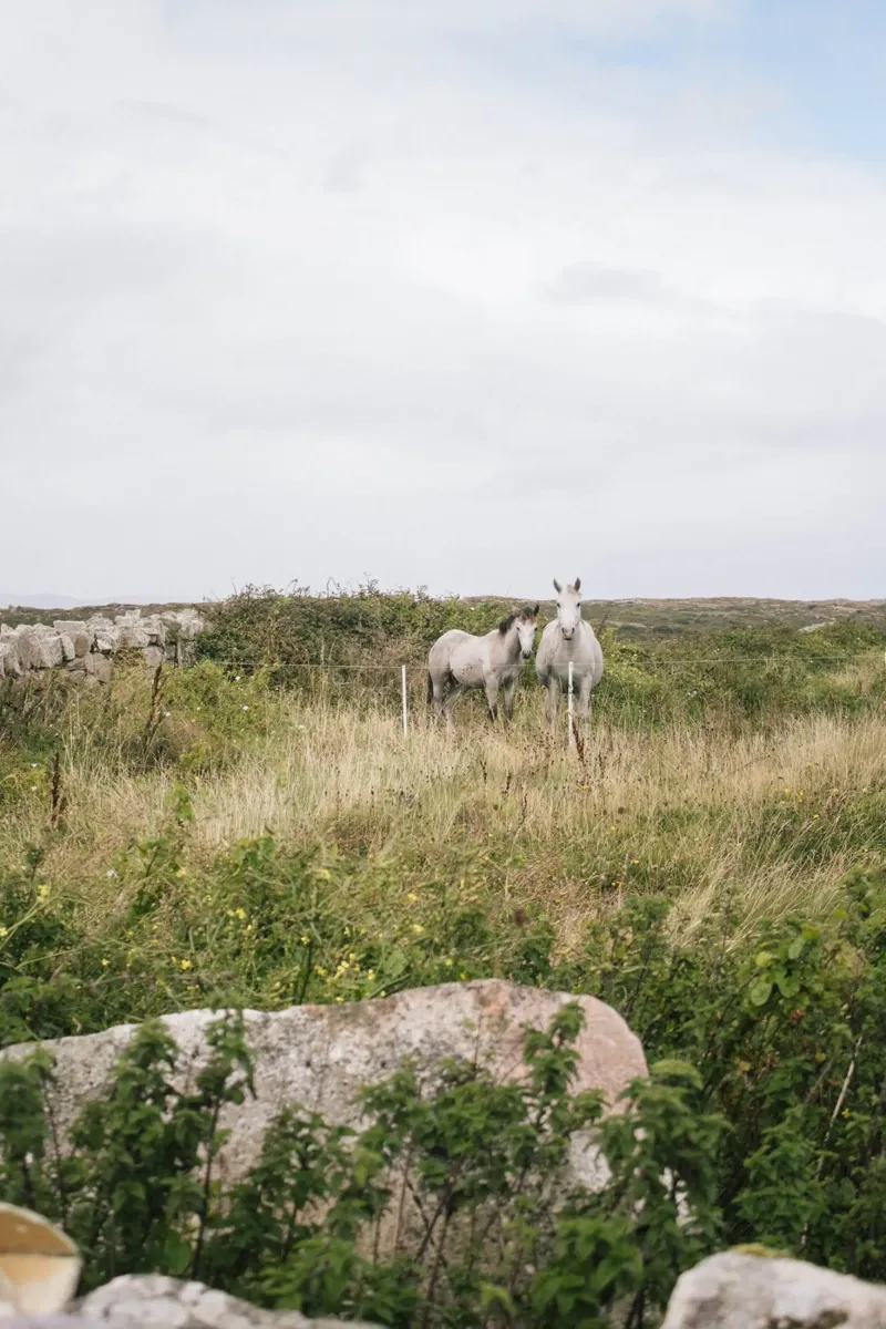Horses in the pasture landscape canvas by The Wild Creative Studio