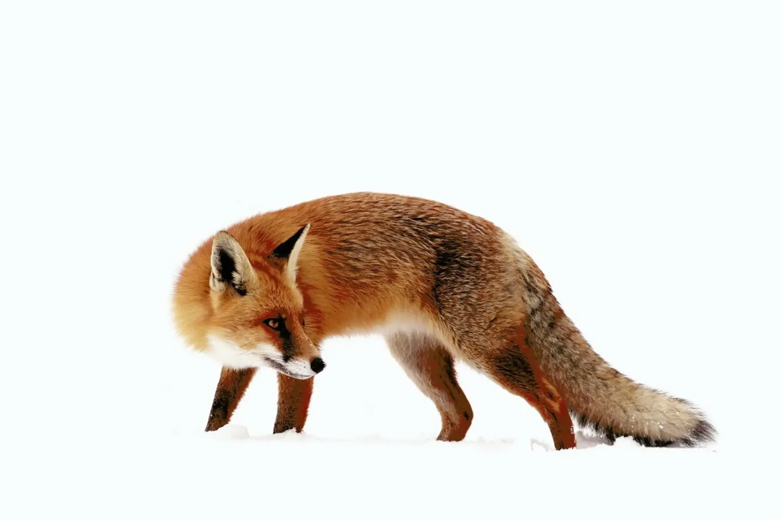 Fox In A White World - Roeselien Raimond carta hahnemühle da Pictufy