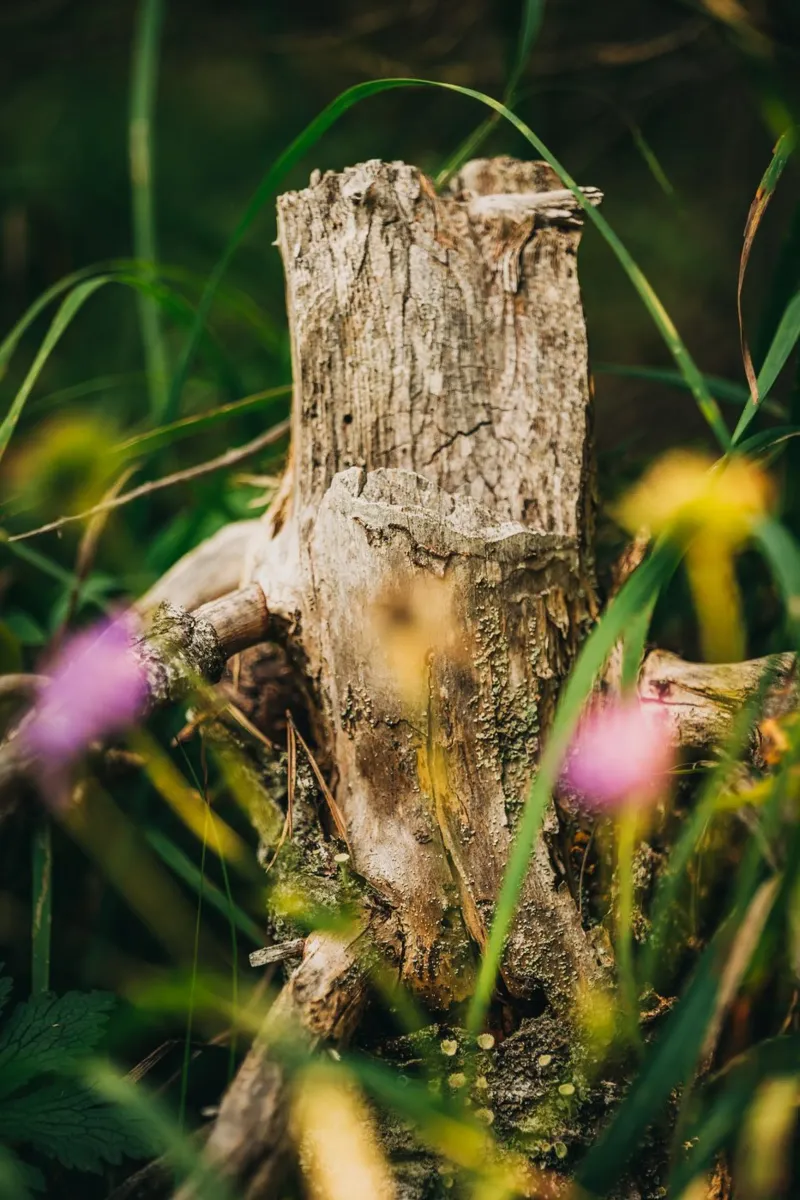 Tree trunk and flowers - nature photography from the Alps canvas by Bold and Retro