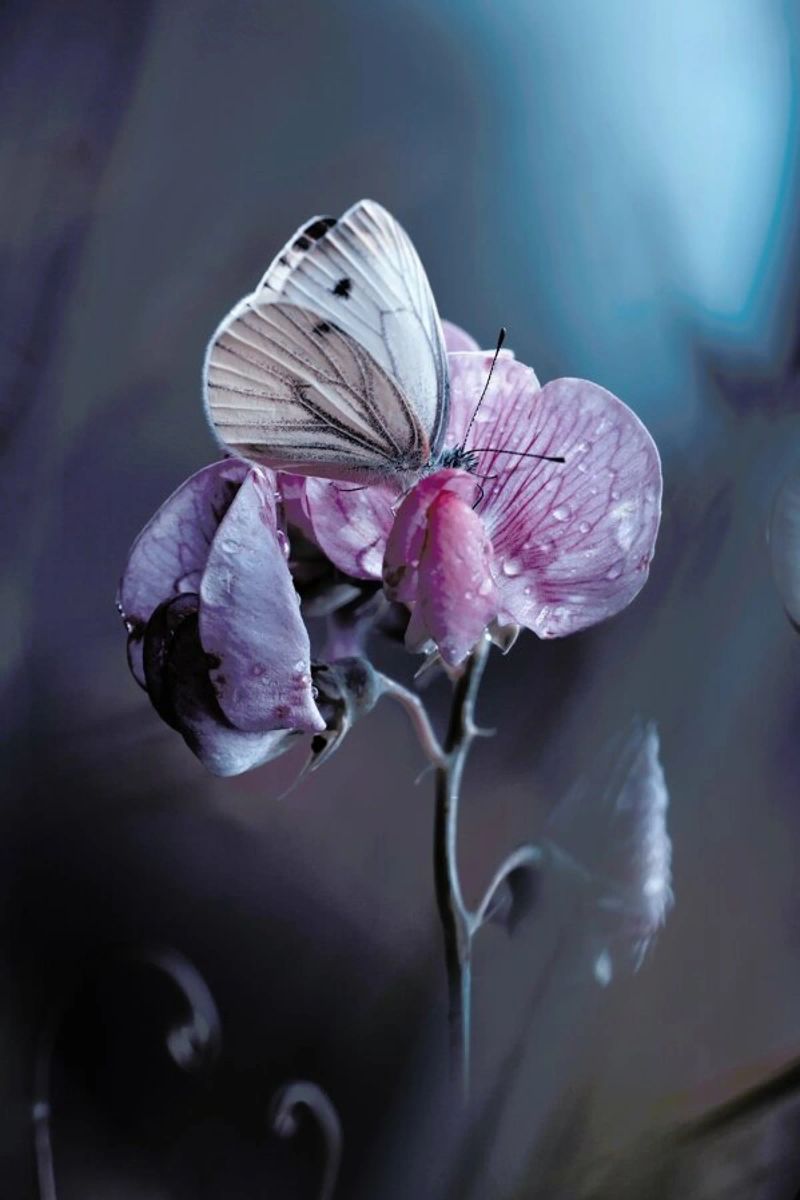Tainted Love -Fabien Bravin Poster von Pictufy