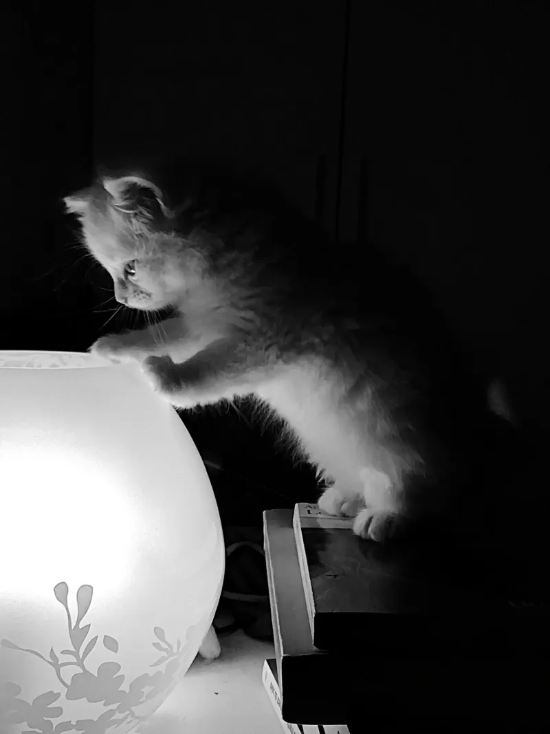 Lully the cat alluminio dibond da DragonFly