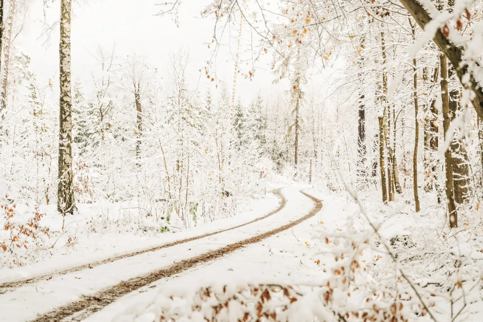 Verschneiter Waldweg – Winter in der Sächsischen Schweiz Hahnemühle von Bold and Retro
