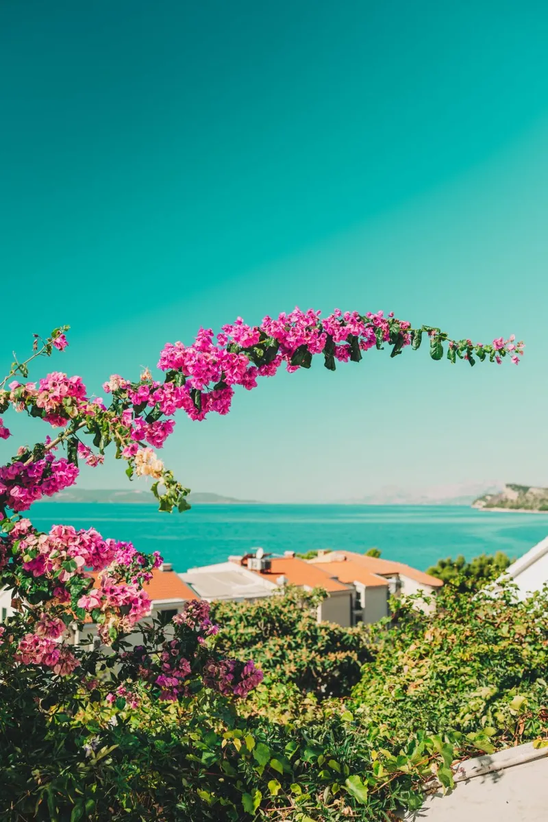 Croazia, Adriatico - Bougainvillea & mediterraner Meerblick poster con telaio in plastica da Bold and Retro