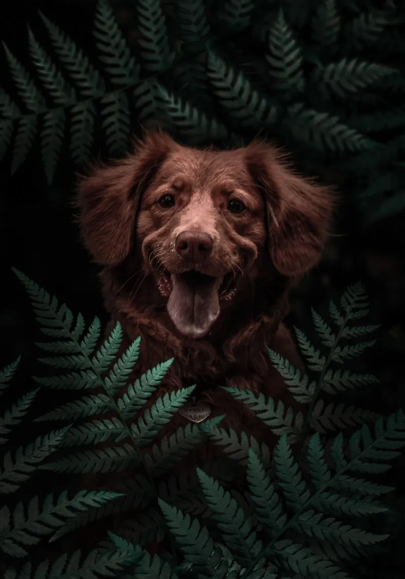 Cane marrone nella foresta pellicola backlit da arizrab