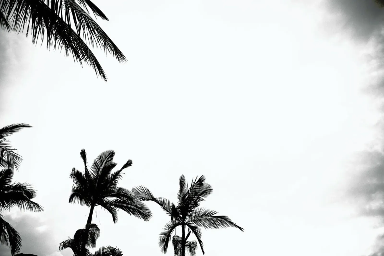 Palm Shade 4 pellicola backlit da Chris Abatzis